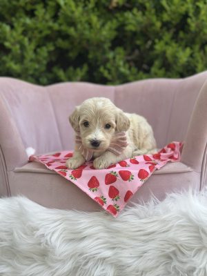 Strawberry Girl - English Cream Medium F1B