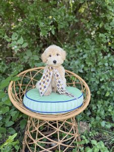 Brown Scarf Boy- English Cream Medium F1B
