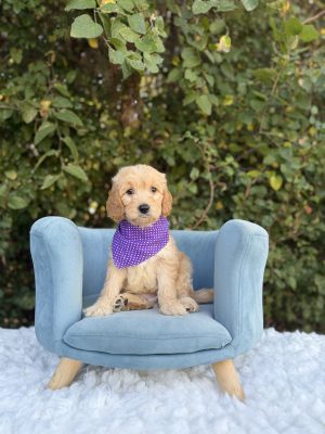Purple Girl- Medium F1 English Cream