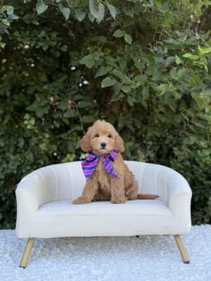 Purple Stripes Girl- Mini F1B