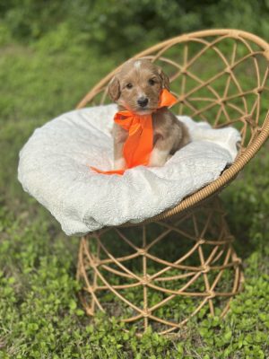 Orange Boy - English Cream Medium F1B