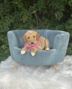 Red Gingham Boy - English Cream Medium F1B