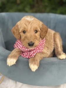 Red Checkered Boy - English Cream Medium F1B