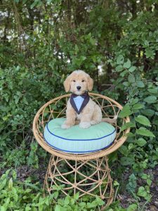 Tuxedo Boy- English Cream Medium F1B