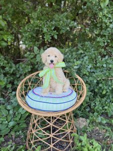 Lime Green Girl- English Cream Medium F1B