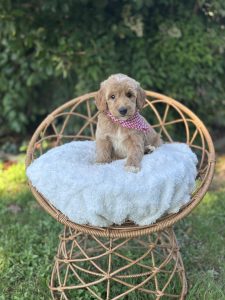 Red Checkered Boy - English Cream Medium F1B