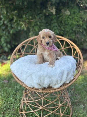Red Checkered Boy - English Cream Medium F1B