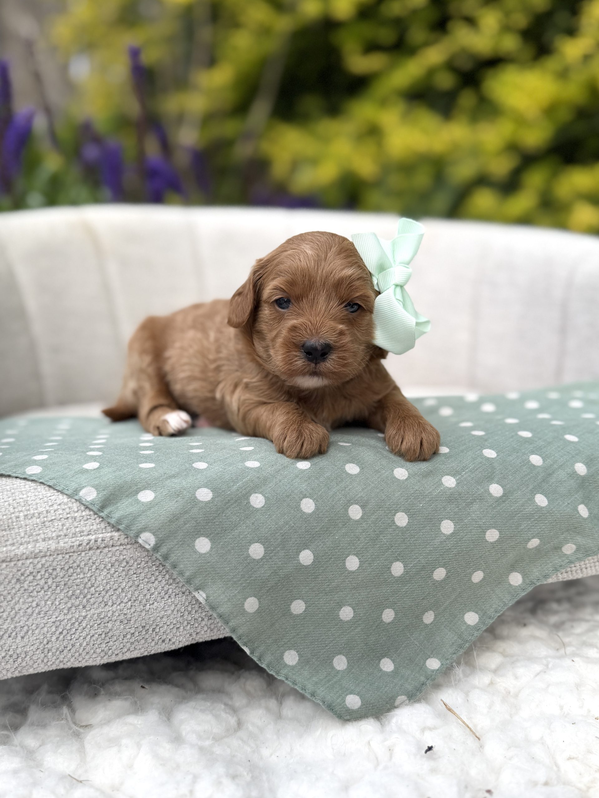 Green Polka Dot Girl - Mini F1B