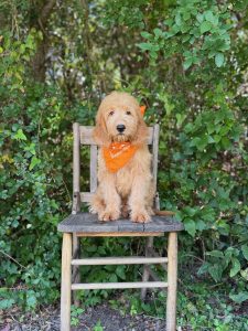 Orange Bandana Boy- Medium F1