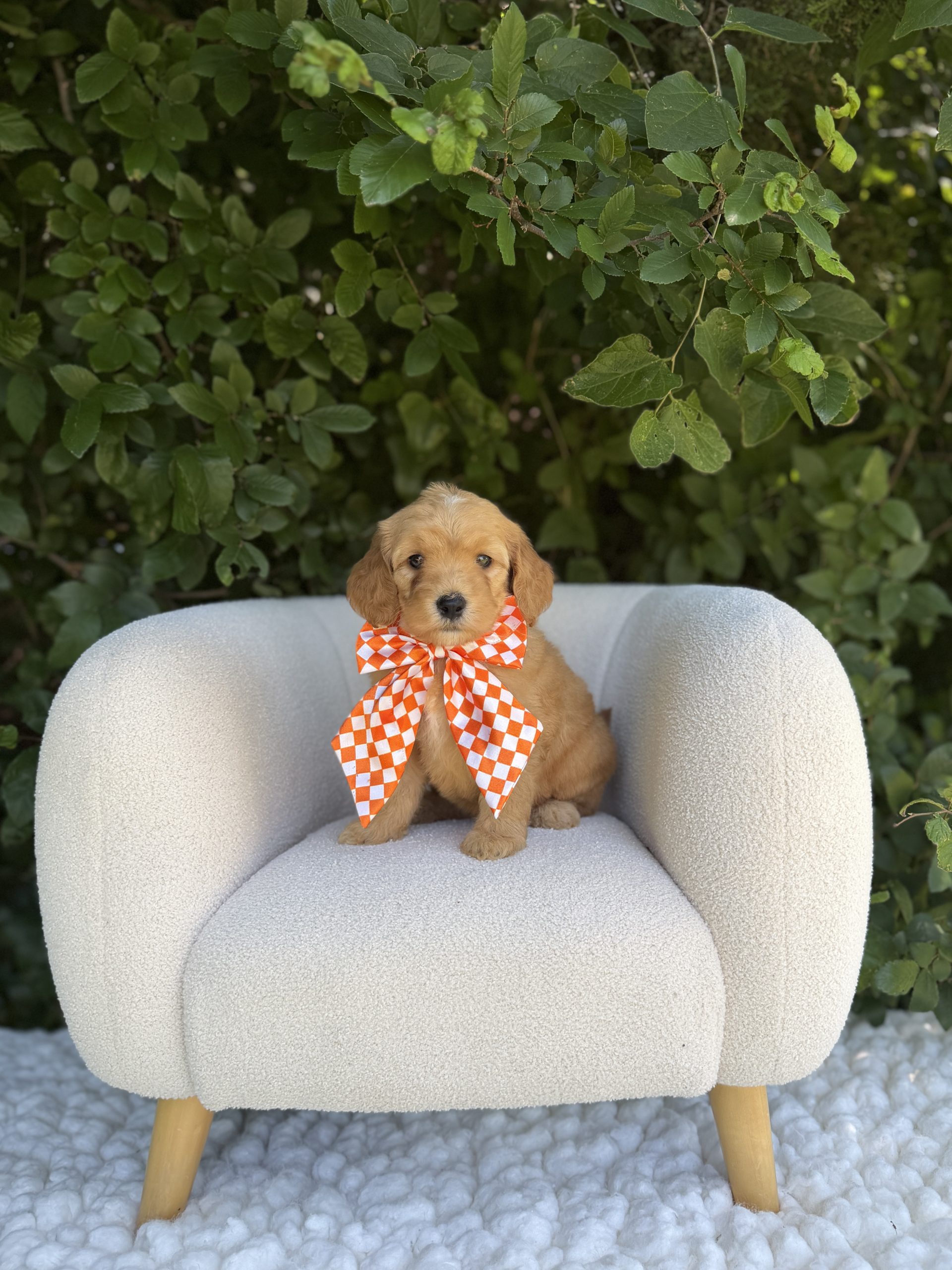 Orange Checkered Girl- Mini F1B