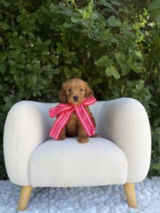 Hot Pink Bow Girl- Mini F1B