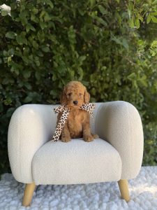 Leopard Bow Girl- Mini F1B