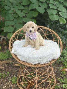 Pink Flowers Girl - English Cream Medium F1B