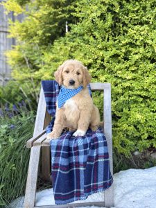 Blue Checkered Boy- Medium F1