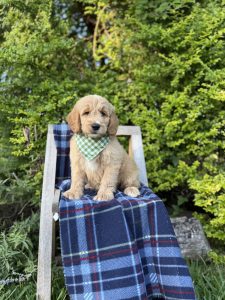 Green Checkered Boy- Medium F1