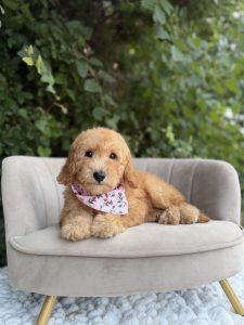 Pink Girl- Mini F1B