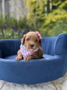 Pink Flowers Girl - Mini F1B