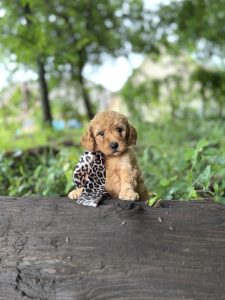 Leopard Scarf Girl - English Cream Medium F1B