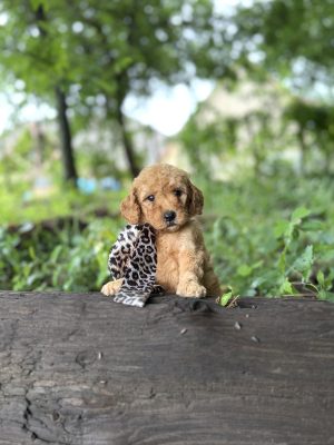 Leopard Scarf Girl - English Cream Medium F1B