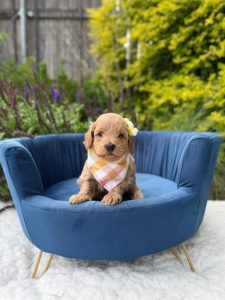 Yellow Flower Girl - Mini F1B