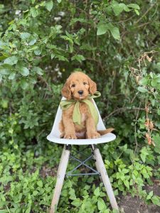 Green Bow Boy- Medium F1