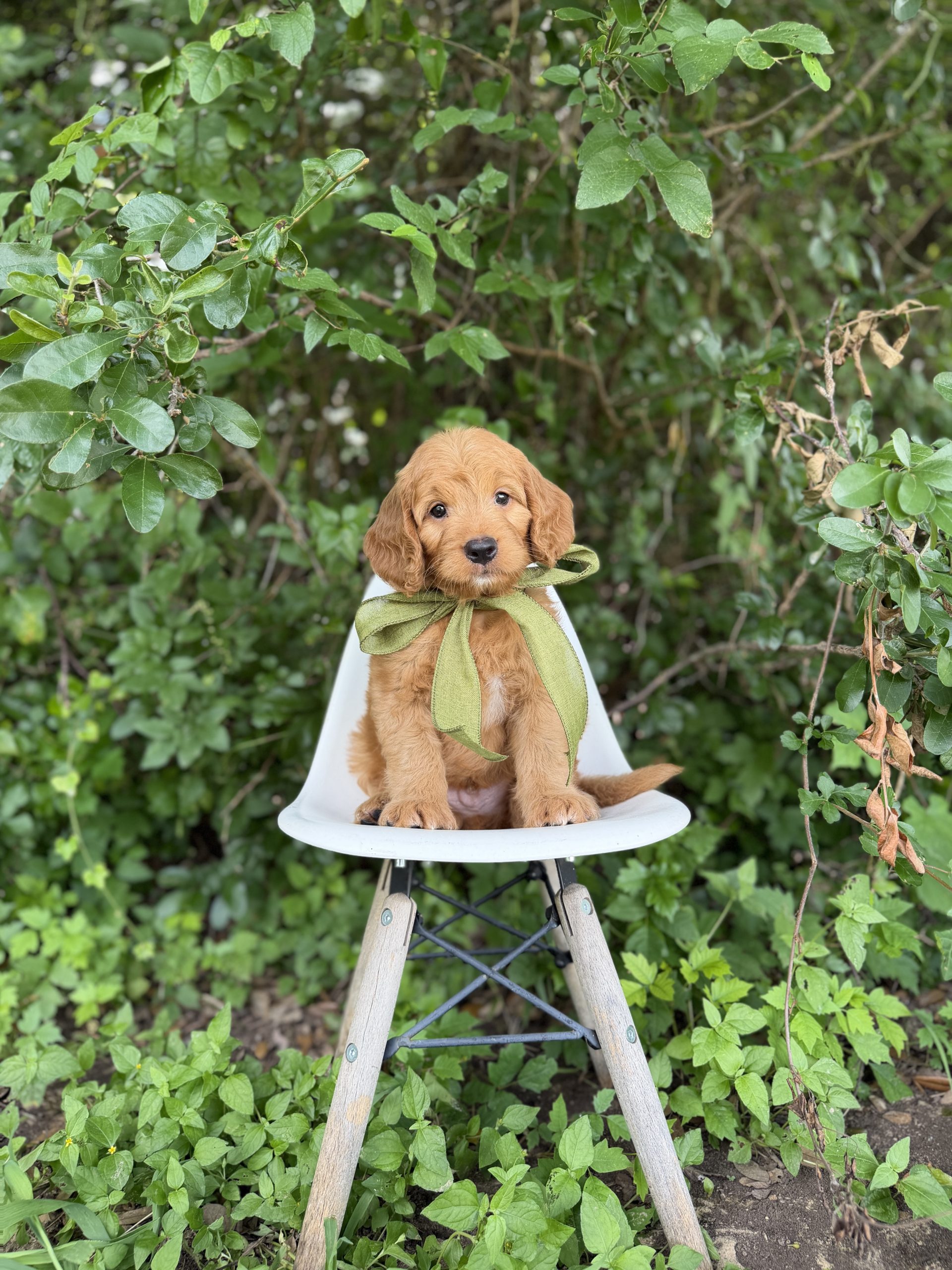 Green Bow Boy- Medium F1