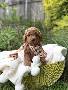 Brown Scarf Girl - Mini F1B