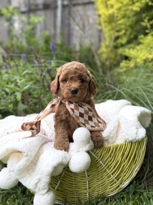 Brown Scarf Girl - Mini F1B