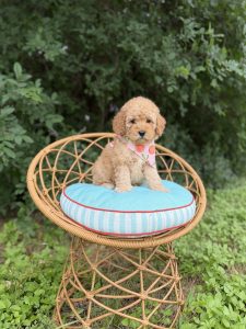 Peaches Bandana Girl - English Cream Medium F1B