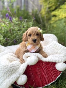 Yellow Flower Girl - Mini F1B