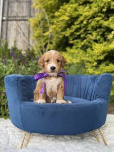 Purple Polka Dot Girl- Medium F1