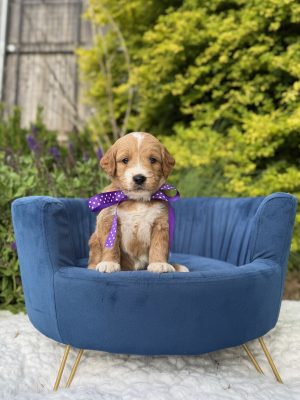 Purple Polka Dot Girl- Medium F1