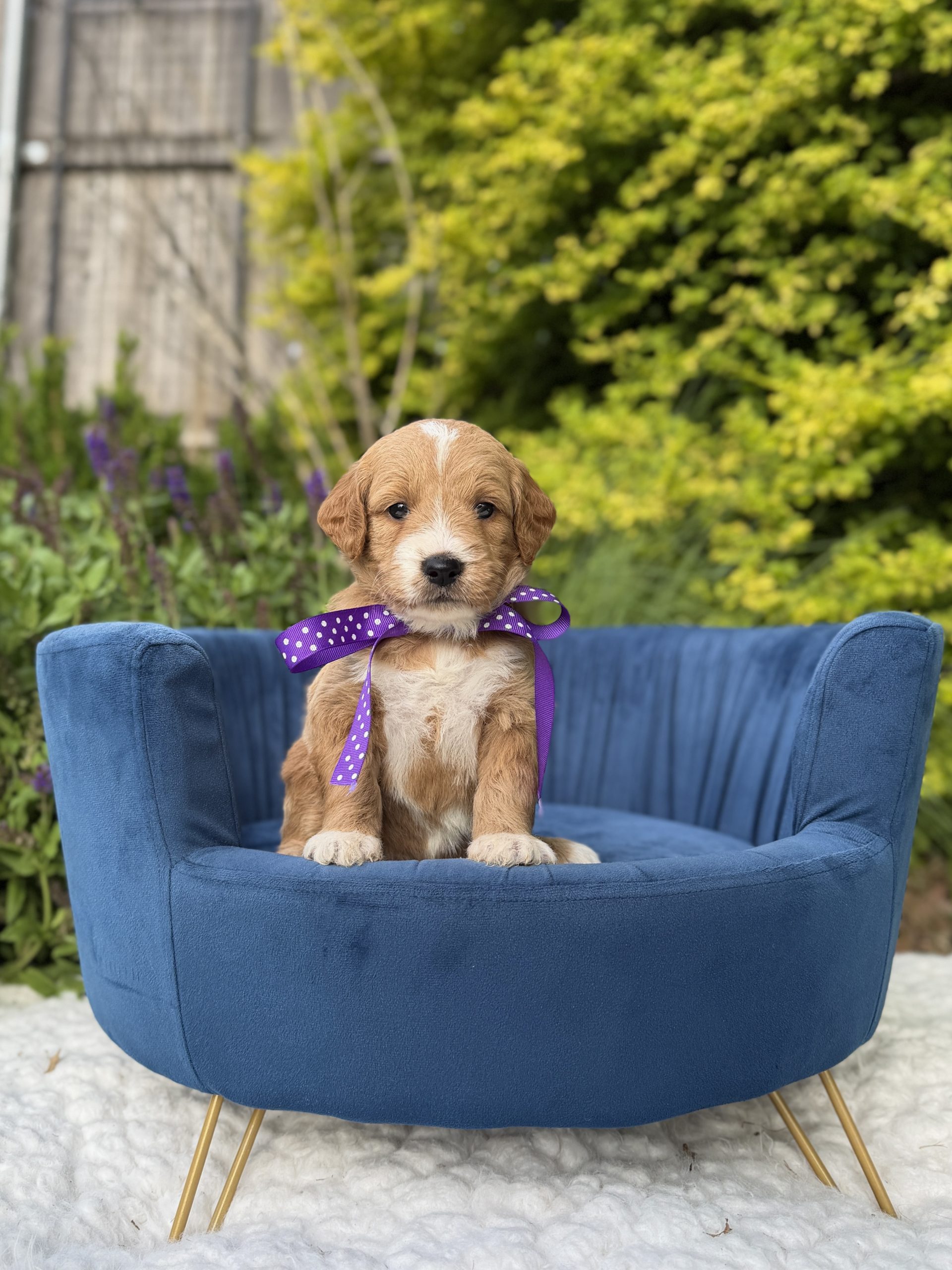Purple Polka Dot Girl- Medium F1