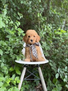 Leopard Girl - English Cream Medium F1B