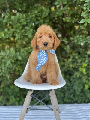 Blue Scarf Boy- Medium F1