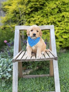 Blue Plaid Boy- Medium F1