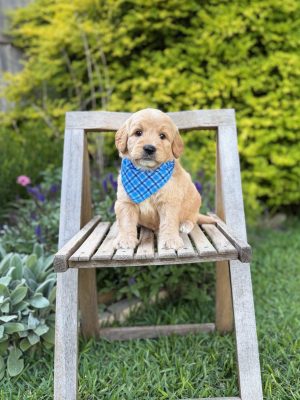 Blue Plaid Boy- Medium F1