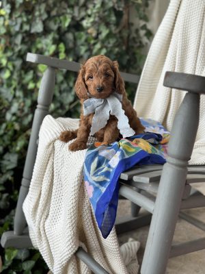 Light Blue Bow Girl- Toy F1B Goldendoodle