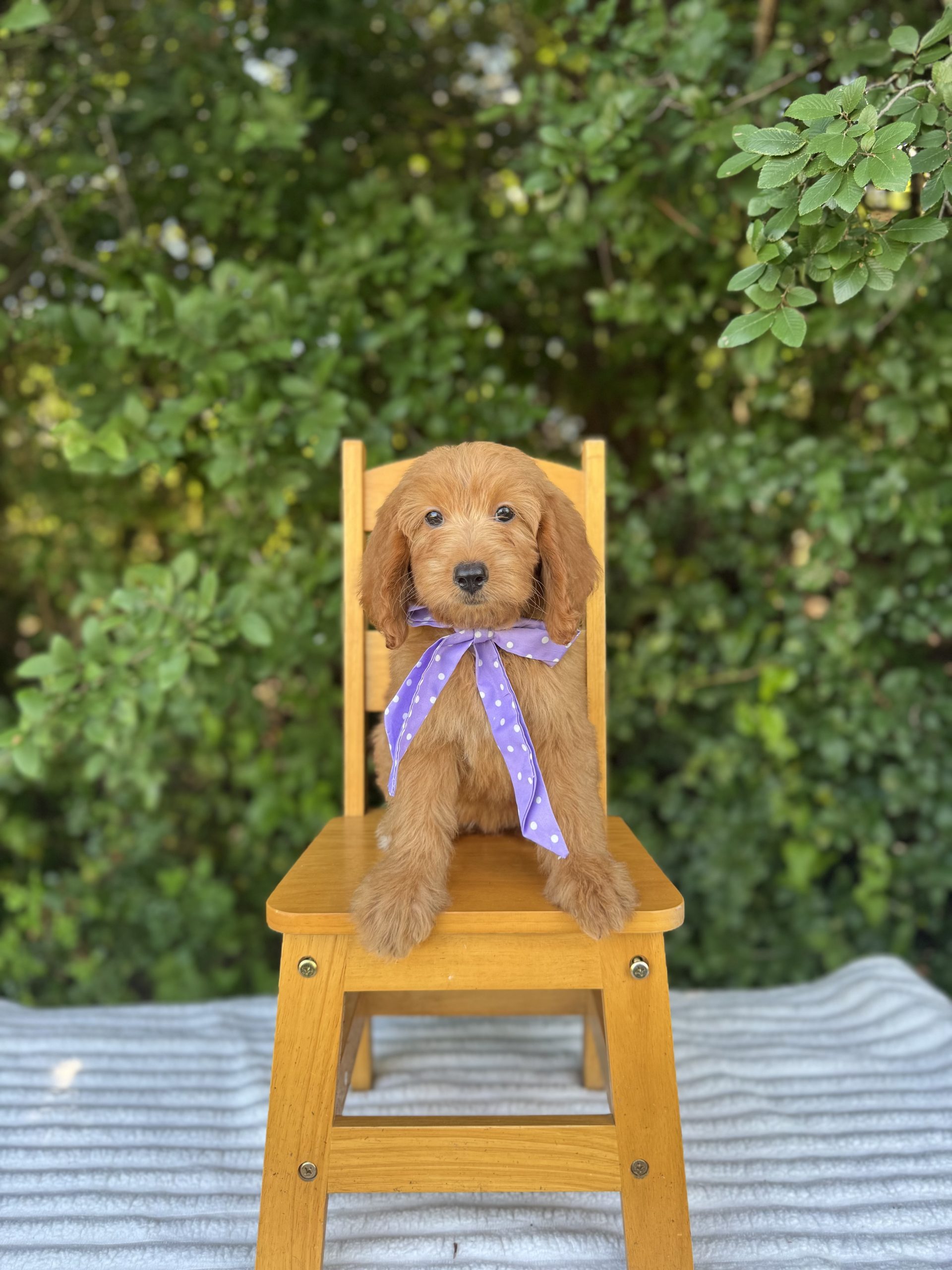 Purple Scarf Girl - Mini F1b