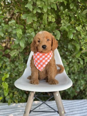 Orange Checkered Boy- English Cream Mini F1B