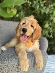 Yellow Bandana Girl- Standard F1 Irishdoodle
