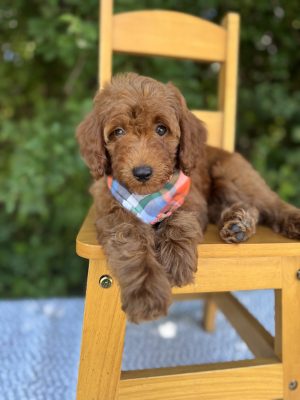 Orange Plaid Boy- Micro Mini F1B Irishdoodle