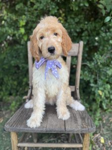 Purple Bow Girl- Standard F1 Irishdoodle