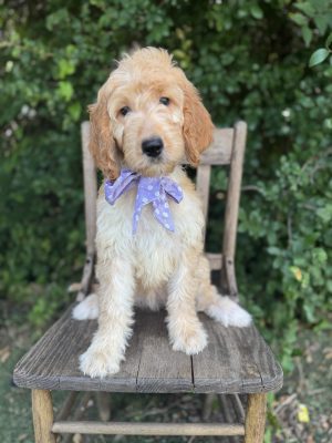 Purple Bow Girl- Standard F1 Irishdoodle