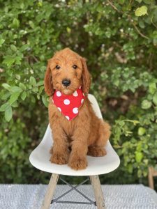 Red Bandana Boy - Mini F1b