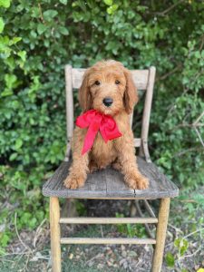 Red Bow Boy - Mini F1b