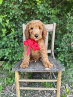 Red Bow Boy - Mini F1b