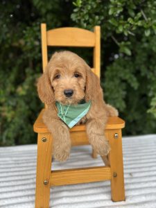 Green Bandana Boy- English Cream Mini F1B