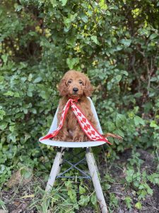 Red Diamond Boy- Micro Mini F1B Irishdoodle