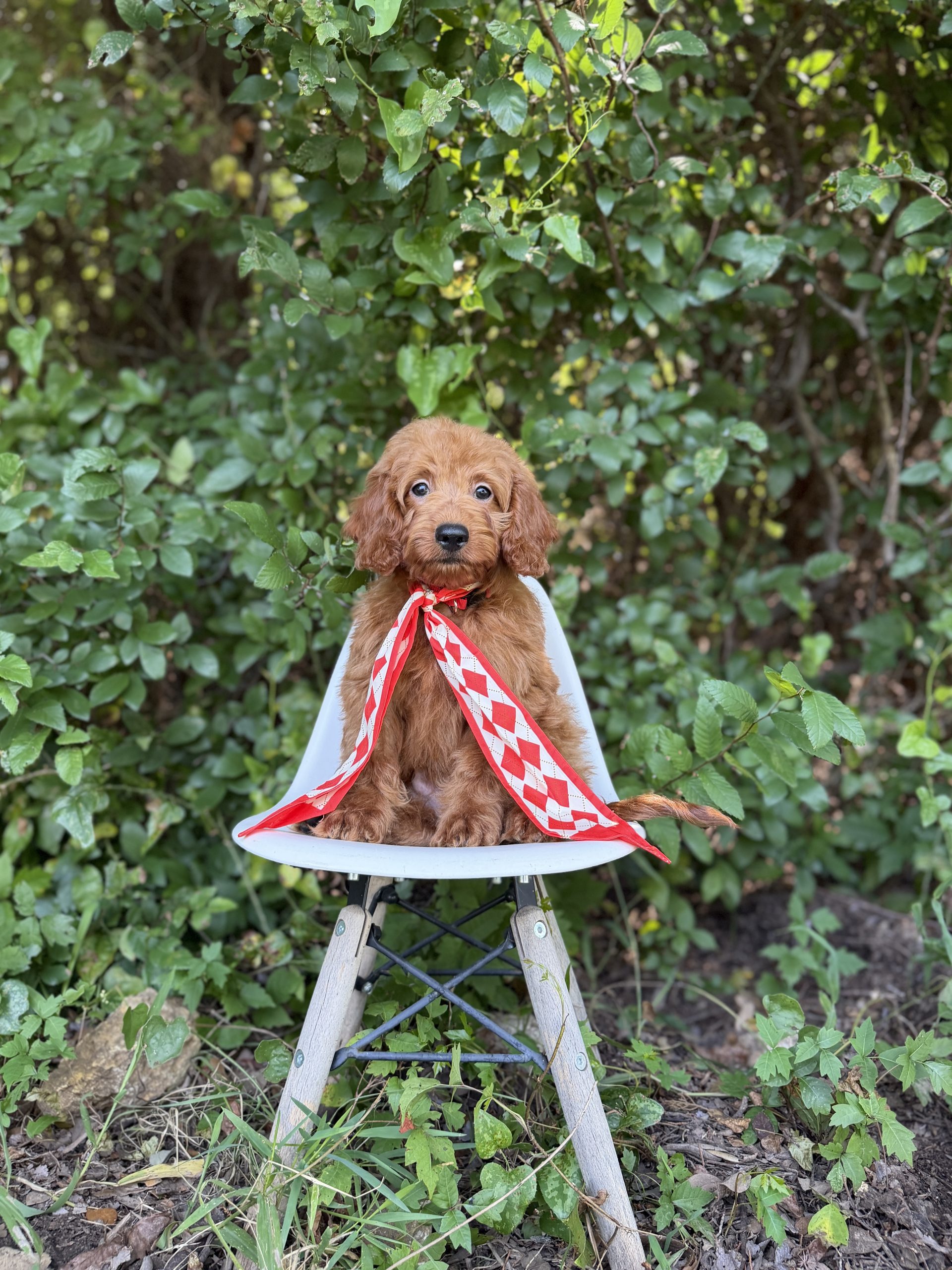 Red Diamond Boy- Micro Mini F1B Irishdoodle